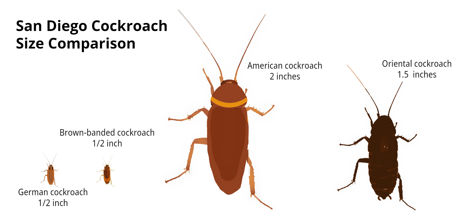 4 Cockroaches Relative sizes-best