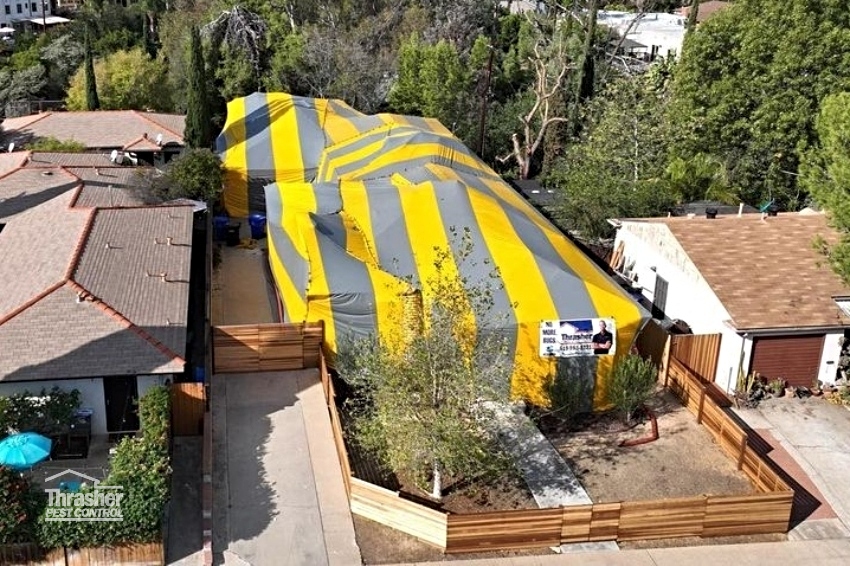 Thrasher Fumigation tent on tight lot line