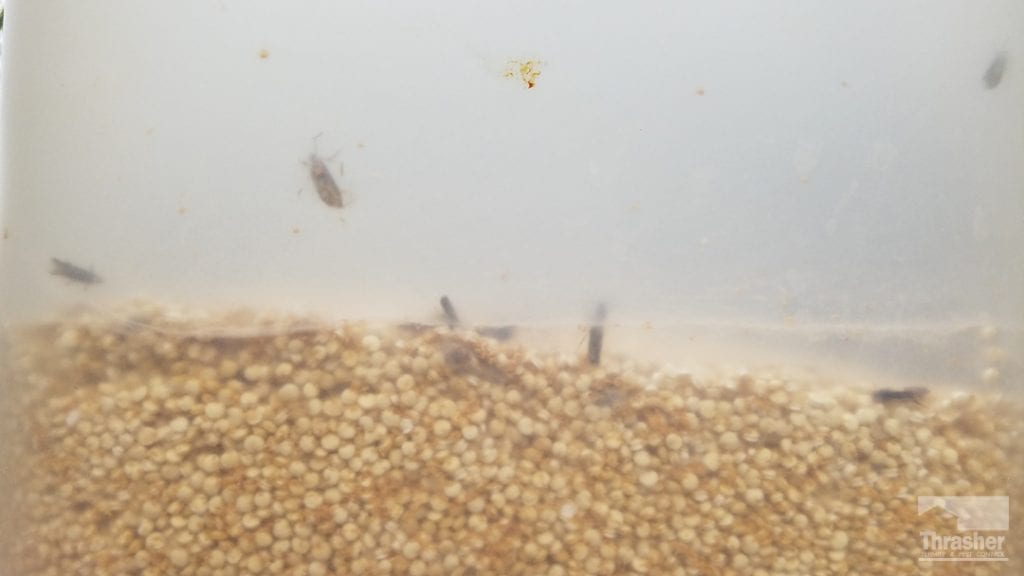 Indianmeal-moth-in-quinoa-1024x576-jpg