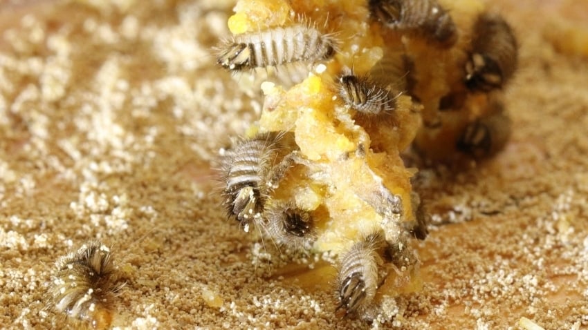 Pantry pests, carpet beetle larvae, on stored food