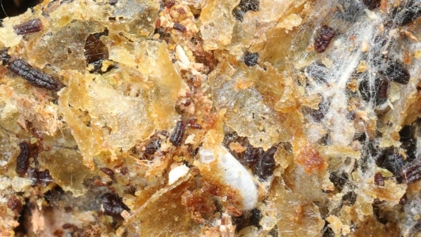 Pantry pests and webbing on stored honeycomb
