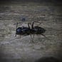 Carpenter ant 300