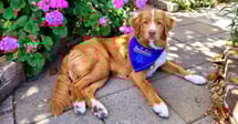 Dog in Blue Thrasher Bandana