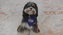 Dog in Blue Thrasher Bandana