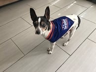 Dog in Thrasher Bandana