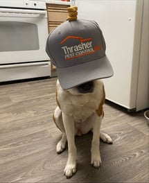 Dog in Thrasher Silver Cap