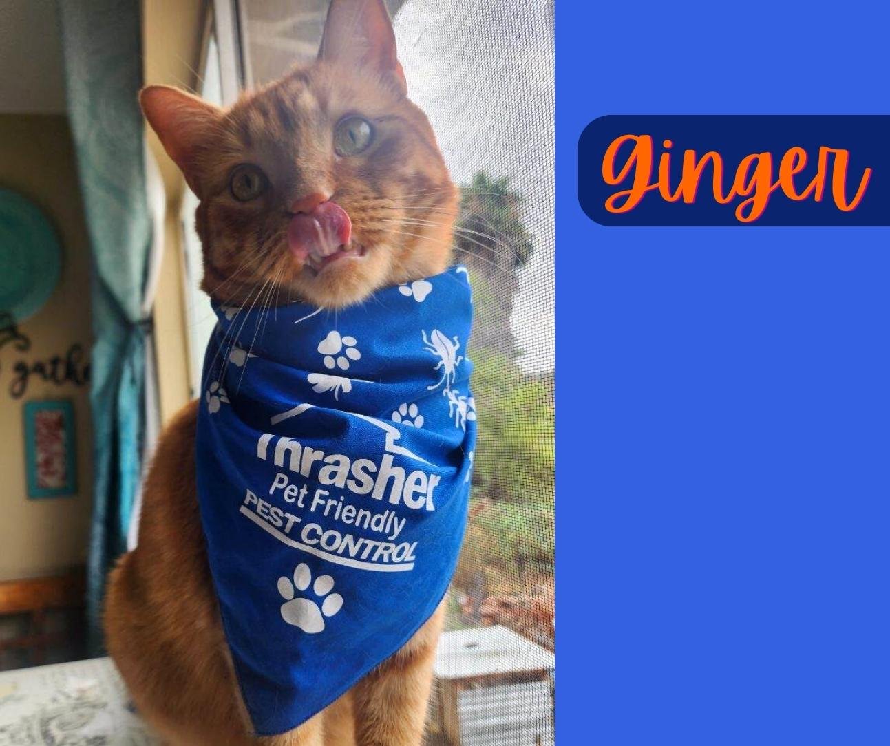 Ginger_Thrasher_Pet_Friendly_Pet_Control_Simba