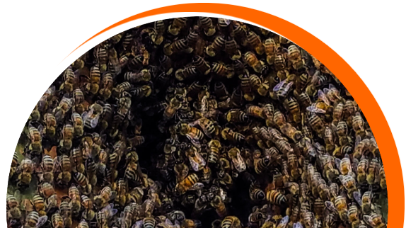 Honey bee swarm for Thrasher Pest arc