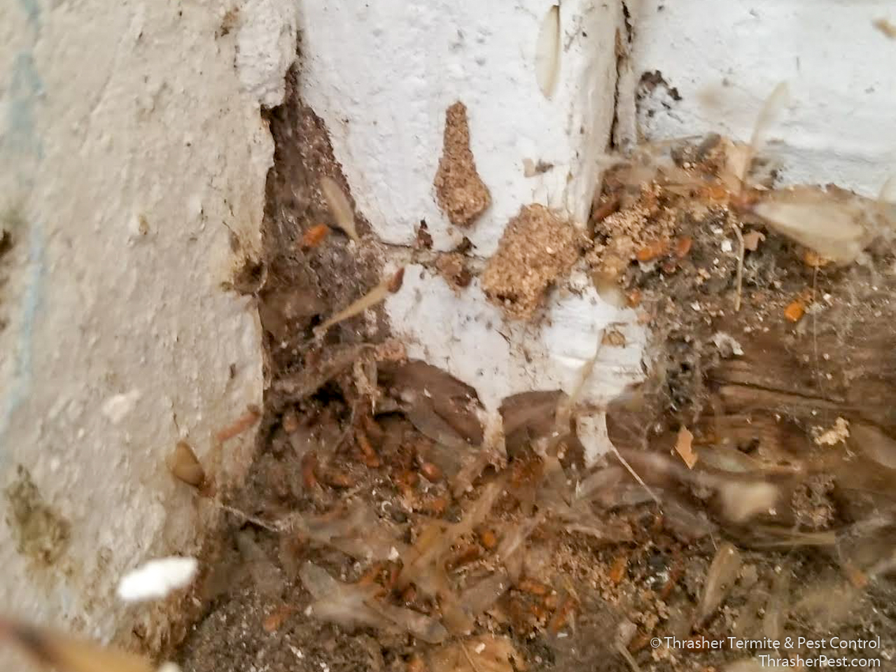 Formosan subterranean termite debris La Mesa 2018