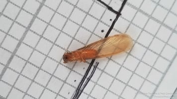 Formosan subterranean winged termite La Mesa