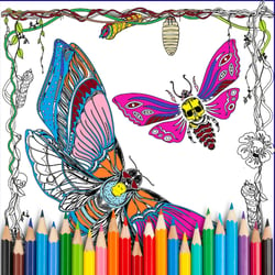 Moth_Coloring_Page