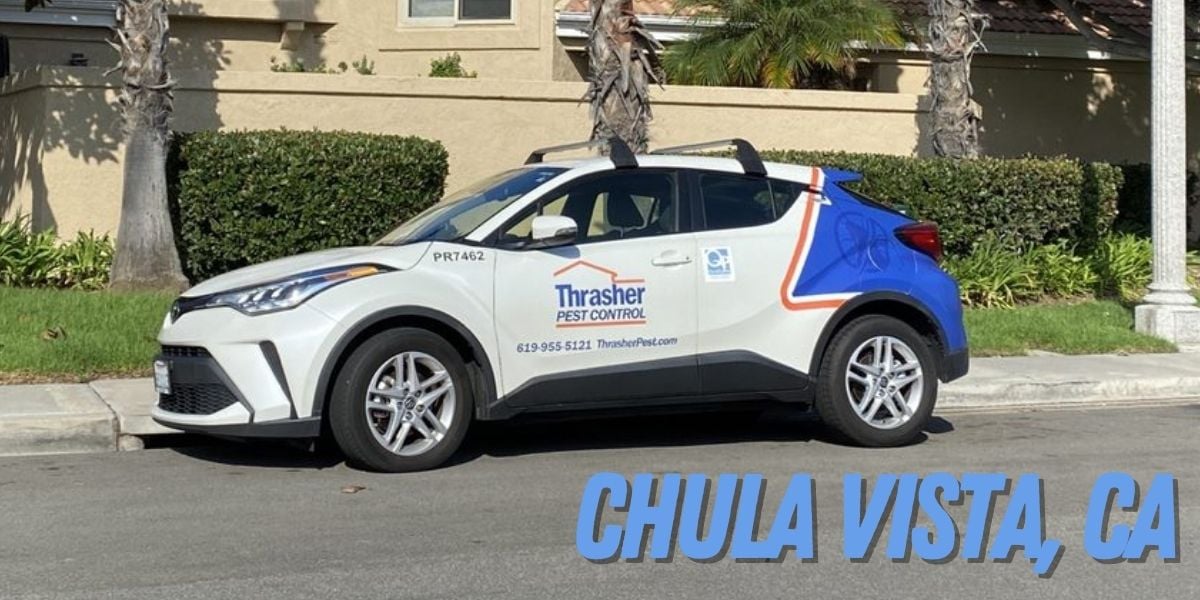 Pest Control in Chula Vista, CA - Thrasher Pest Control