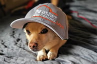 Puppy in Thrasher Hat