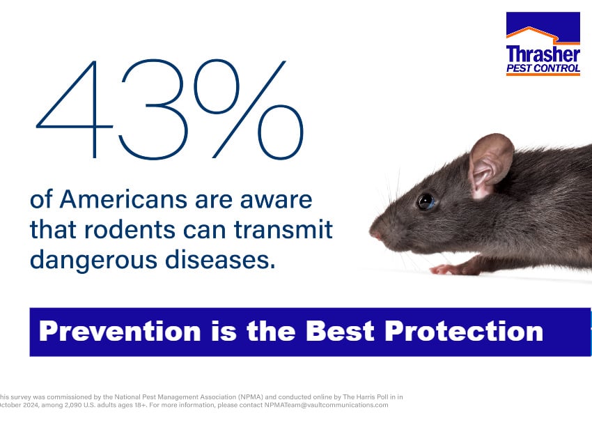 Rodent Awareness Prevention is the Best Protection