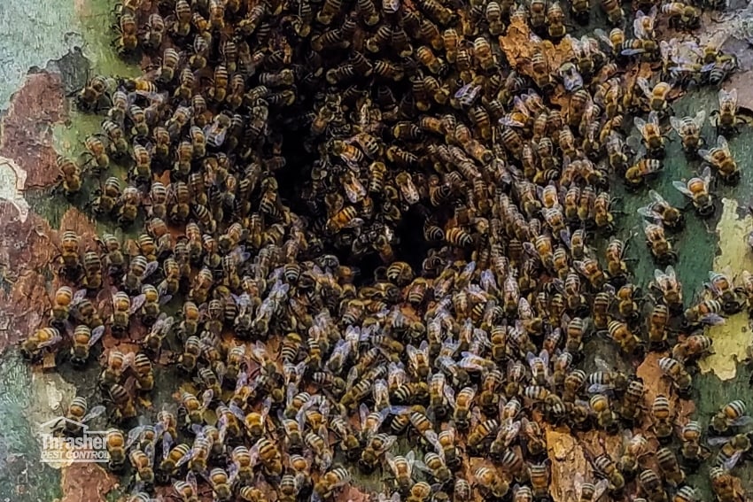 Africanized Honey Bees_Thrasher_Pest
