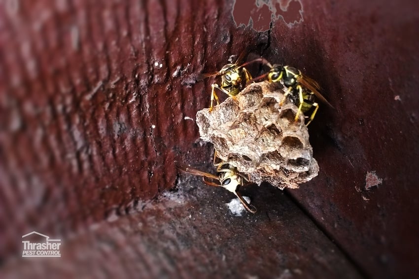 Paperwasp_nest_Thrasher_Pest