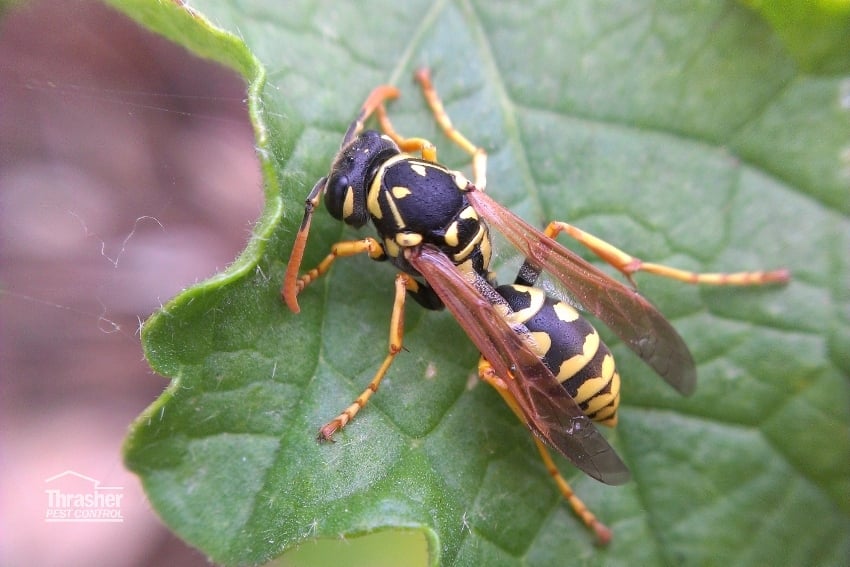 Yellowjacket_wasp_Thrasher_Pest