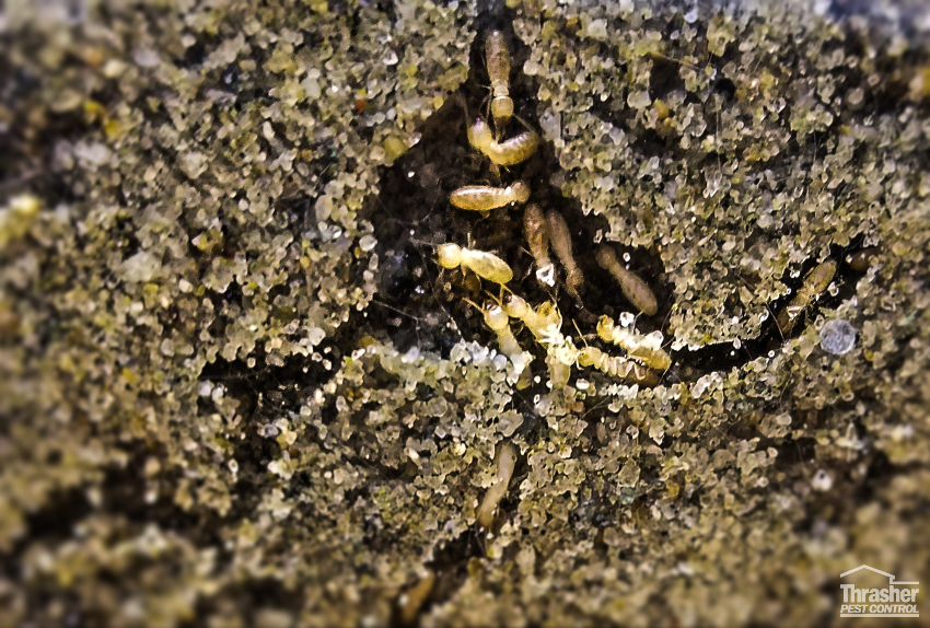 Subterranean termites under ground