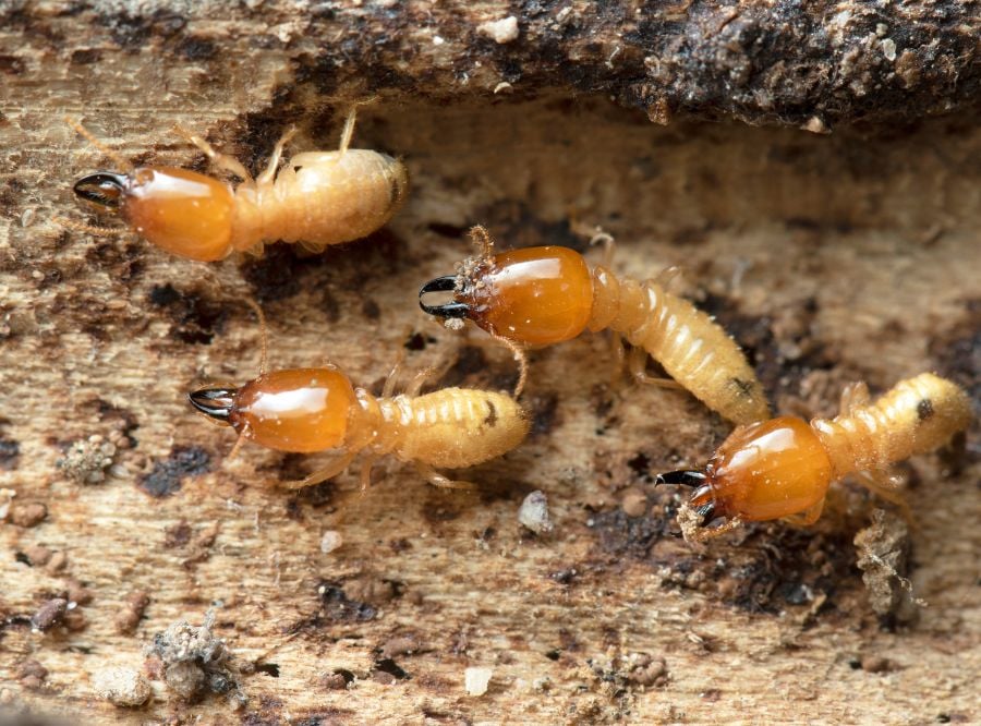 Termites - Thrasher Pest Control