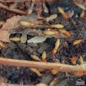 Formosan Subterranean Termites live in wood
