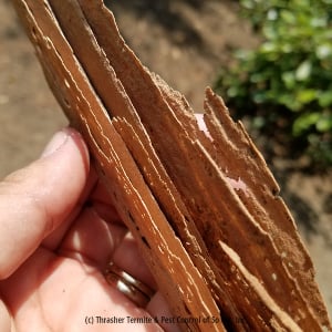 Formosan termite wood damage being held