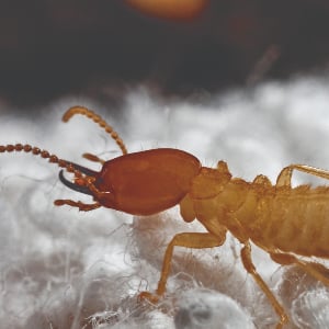 formosan termite soldier 54_formosan-termite