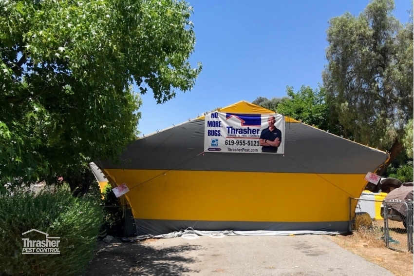 Termite fumigation tent on a garage
