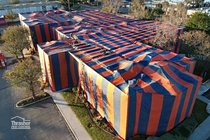 Termite fumigation tent on large commercial building