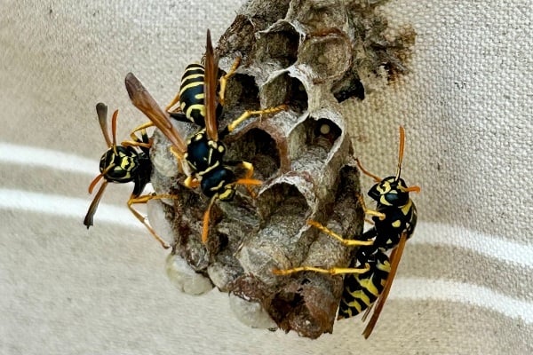 Paperwasps on nest-Thrasher Pest San Diego