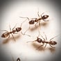 argentine-ants.ppma.300