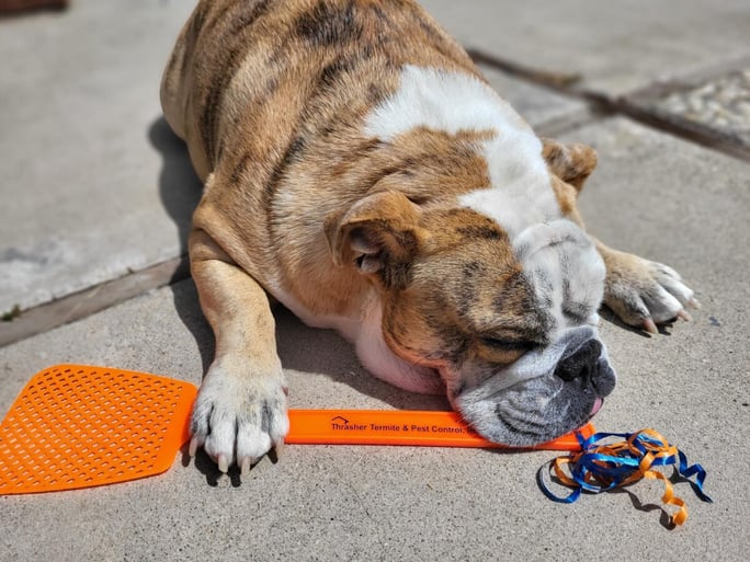 Dog with flyswatter