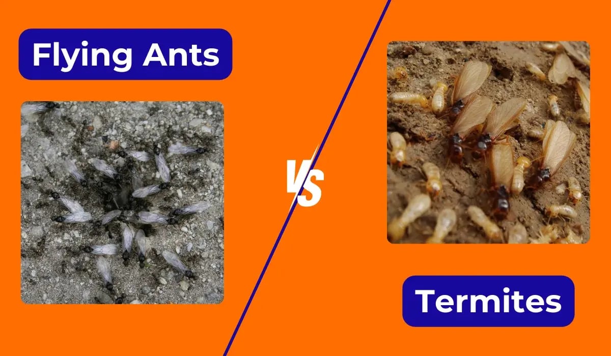 flying ants & termites comparison