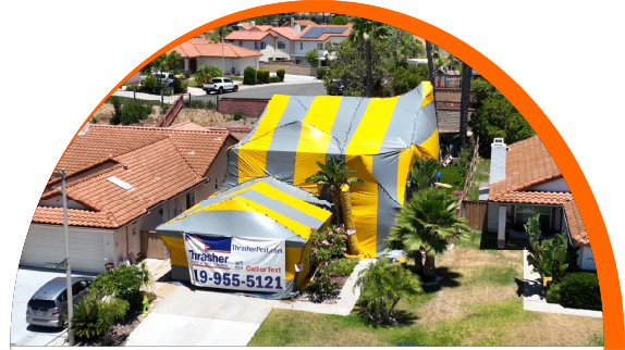 termite fumigation