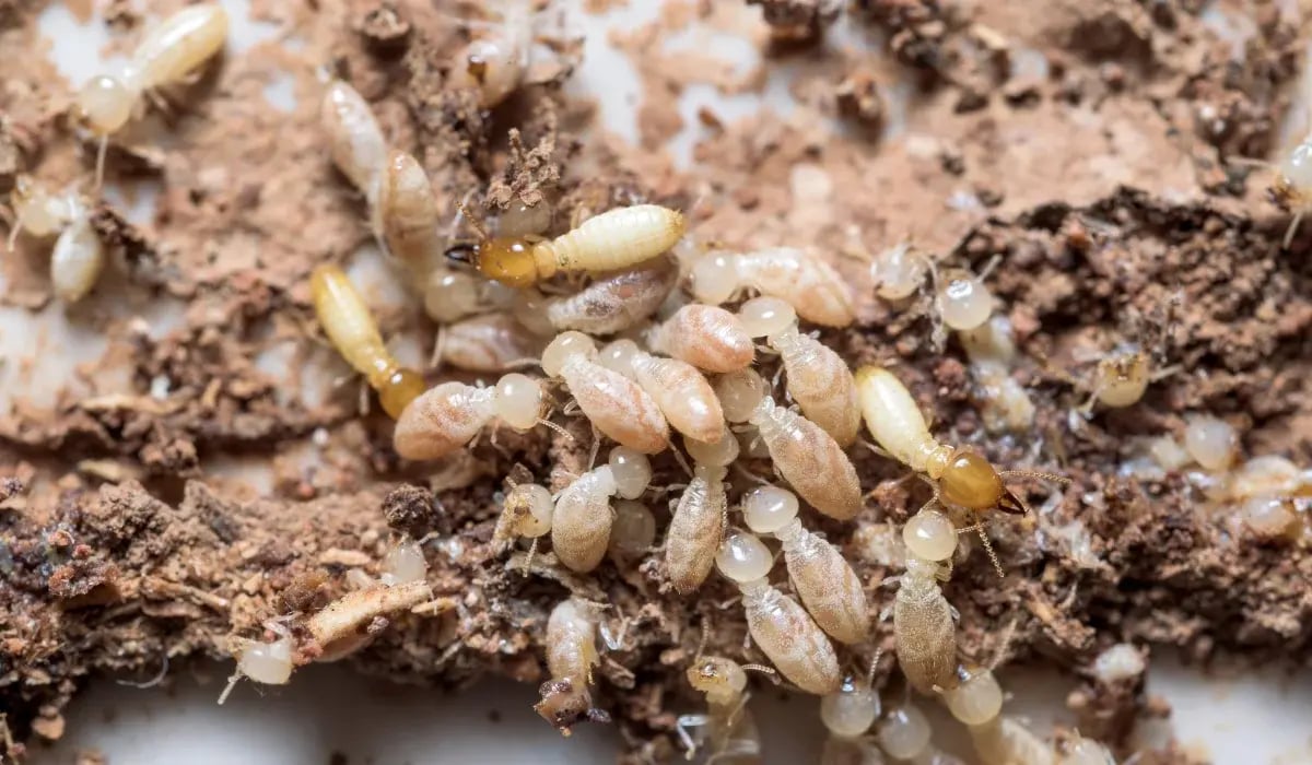 termite season