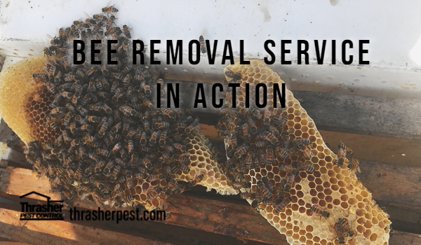 Bee removals service showing honeycomb covered with bees