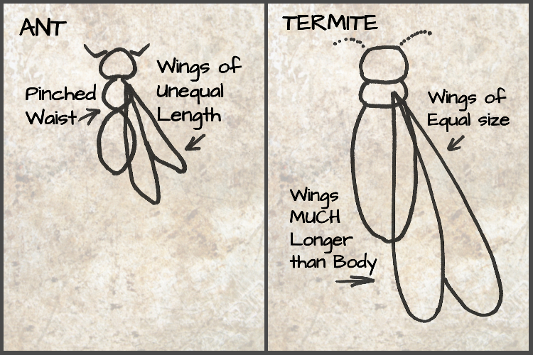 Ant vs Termite Wings