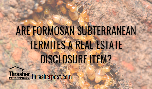 Are Formosan Subterranean Termites a Real Estate Disclosure Item?