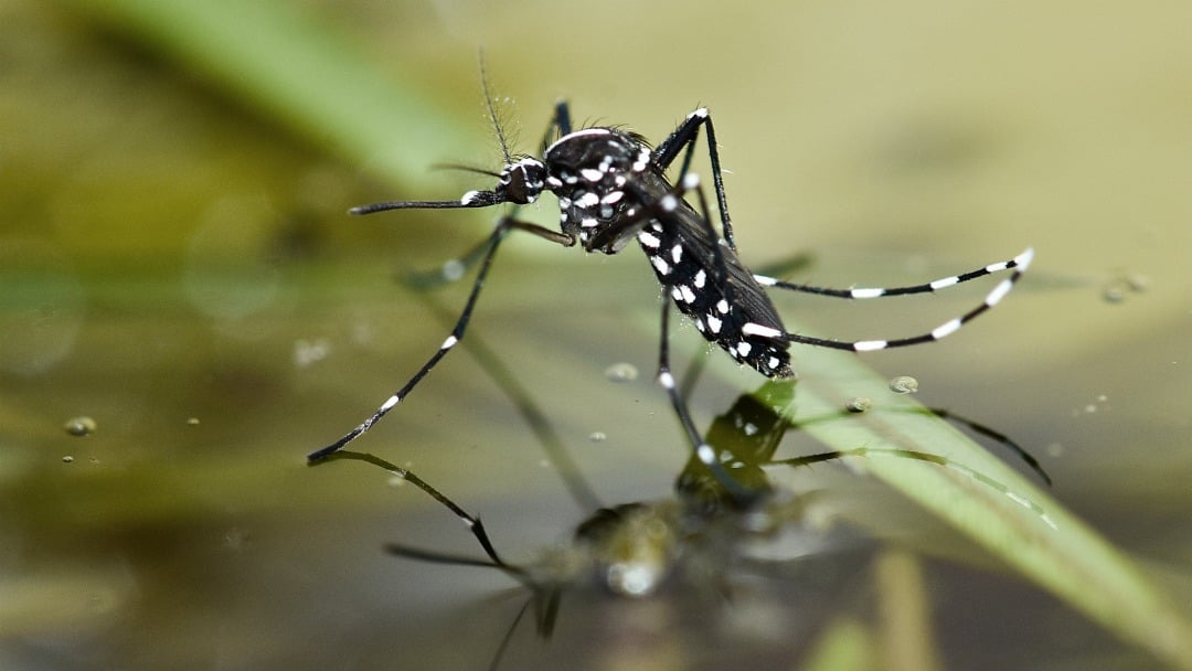 Asian tiget mosquito - Aedes albopictus