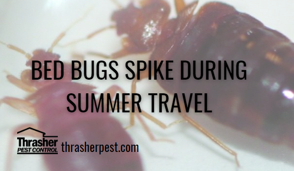 Bed Bugs Spike During Summer Travel