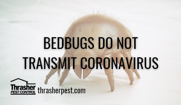 Bedbugs DO NOT Transmit Coronavirus