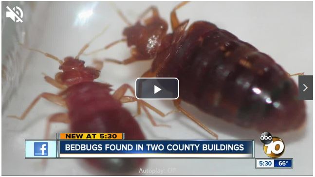 Bedbugs found at two county buildings