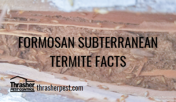 Formosan Subterranean Termite Facts