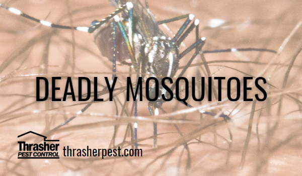 Deadly Mosquitoes