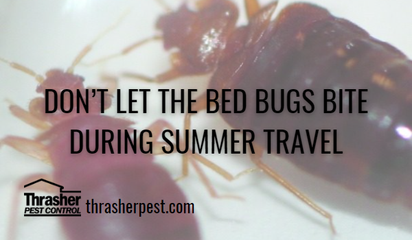 Don’t Let the Bed Bugs Bite during Summer Travel