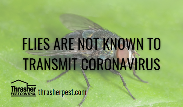 Flies are NOT KNOWN TO transmit Coronavirus
