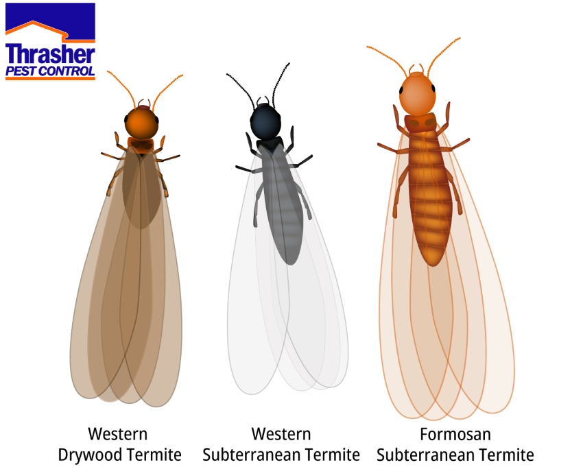 Flying Termites Types
