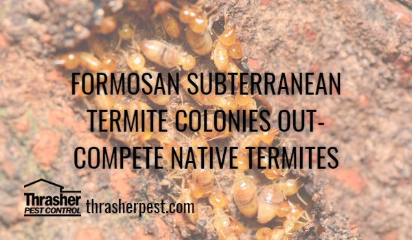 Formosan Subterranean Termite Colonies Out-compete Native Termites