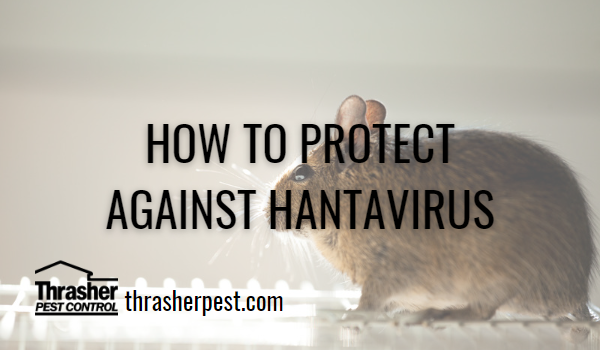 How to Protect Against Hantavirus