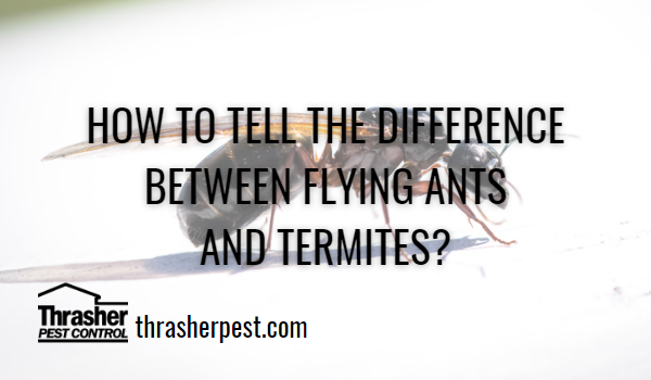 How to tell the difference between flying ants and termites?