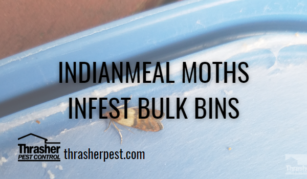 Indianmeal Moths Infest Bulk Bins